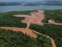 Penimbunan Mangrove Piayu Laut Masuk Hutan Lindung?