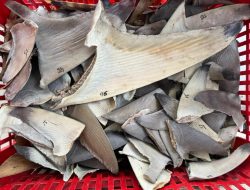 Bebas HPIK, Ratusan Sirip Ikan Hiu asal Natuna Tujuan Surabaya Diterbitkan Sertifikat Kesehatan