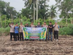Polsek Teluk Belengkong Bersama Warga Saka Rotan Tanam Jagung, Dorong Kemandirian Pangan Desa