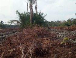 Warga Pekake Lingga Tolak Deforestasi Hutan Mereka