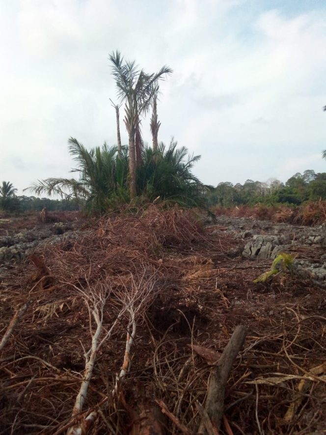 
					Warga Pekake Lingga Tolak Deforestasi Hutan Mereka