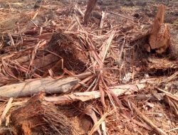 Sengketa Lahan Lingga, Izin Perusahaan Berbenturan Tata Ruang