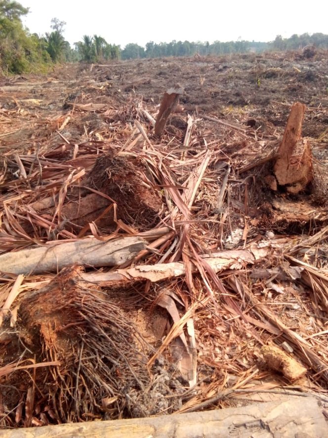 
					Sengketa Lahan Lingga, Izin Perusahaan Berbenturan Tata Ruang