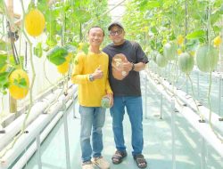 Wali Kota Lis Tinjau Budidaya Melon Hidroponik di Cilacap, Dorong Pertanian Modern dan Ketahanan Pangan Tanjungpinang
