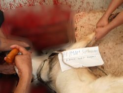 KETUA DPRD KEPRI SALURKAN BANTUAN HEWAN QURBAN KE MASJID NURUL QOMAR BENGKONG