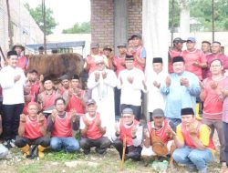 Wali Kota Lis Saksikan Penyembelihan Sapi Kurban Bantuan Presiden R.I. Seberat 1.04 ton