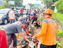 BPBD Evakuasi Pohon Tumbang di Km 10, Dua Pengendara Luka Ringan
