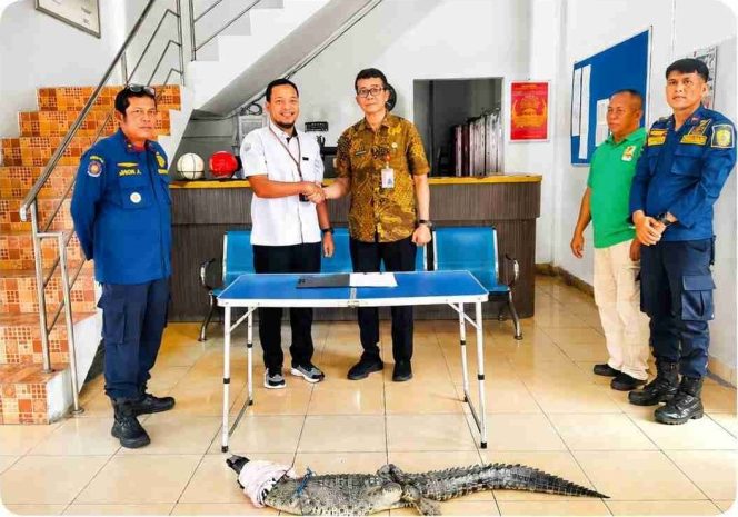 
					Sinergi Evakuasi Satwa Liar, DPKP Tanjungpinang Serahkan Buaya Muara ke BPSPL Pekanbaru dan Taman Safari Lagoi